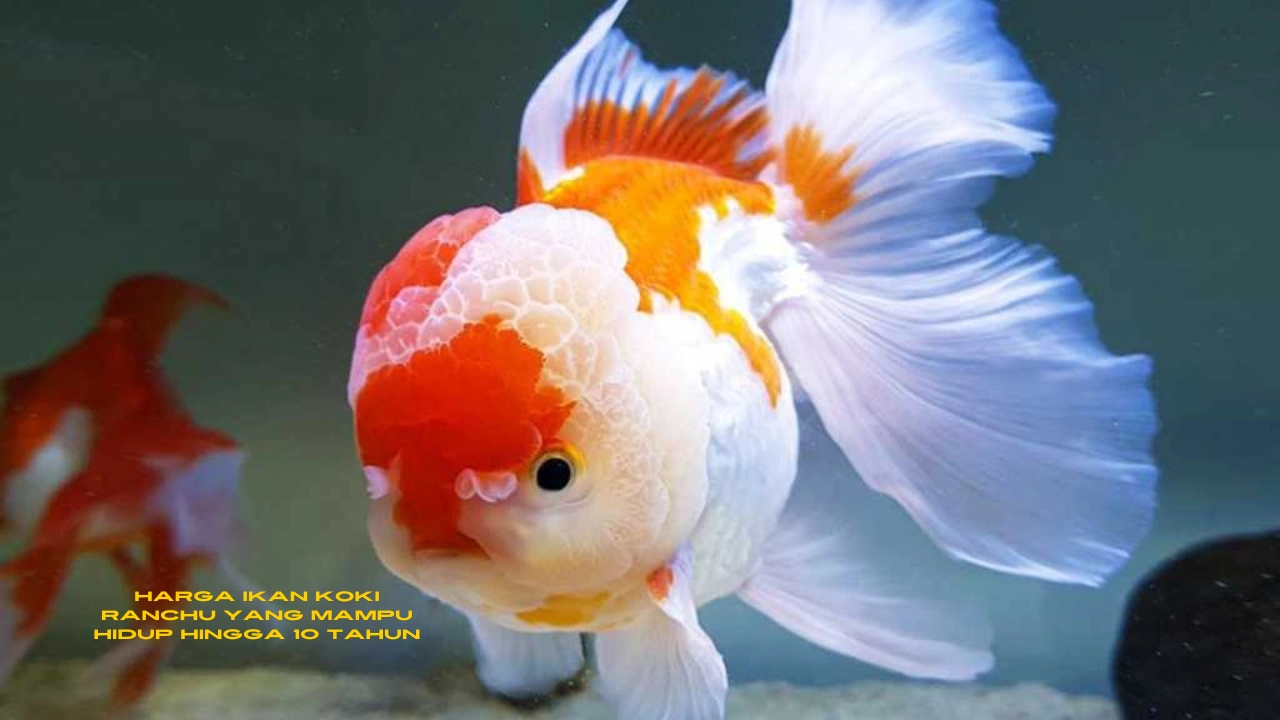 Harga-Ikan-Koki-Ranchu